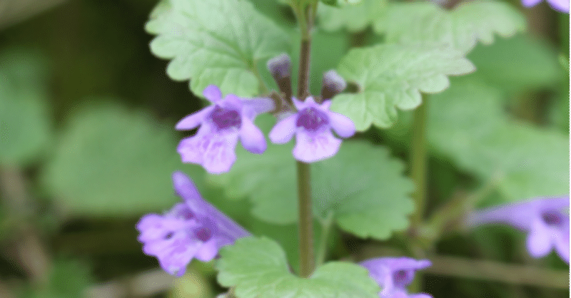 カキドオシ Ground Ivy Glechoma Hederacea たまゆら堂 Note