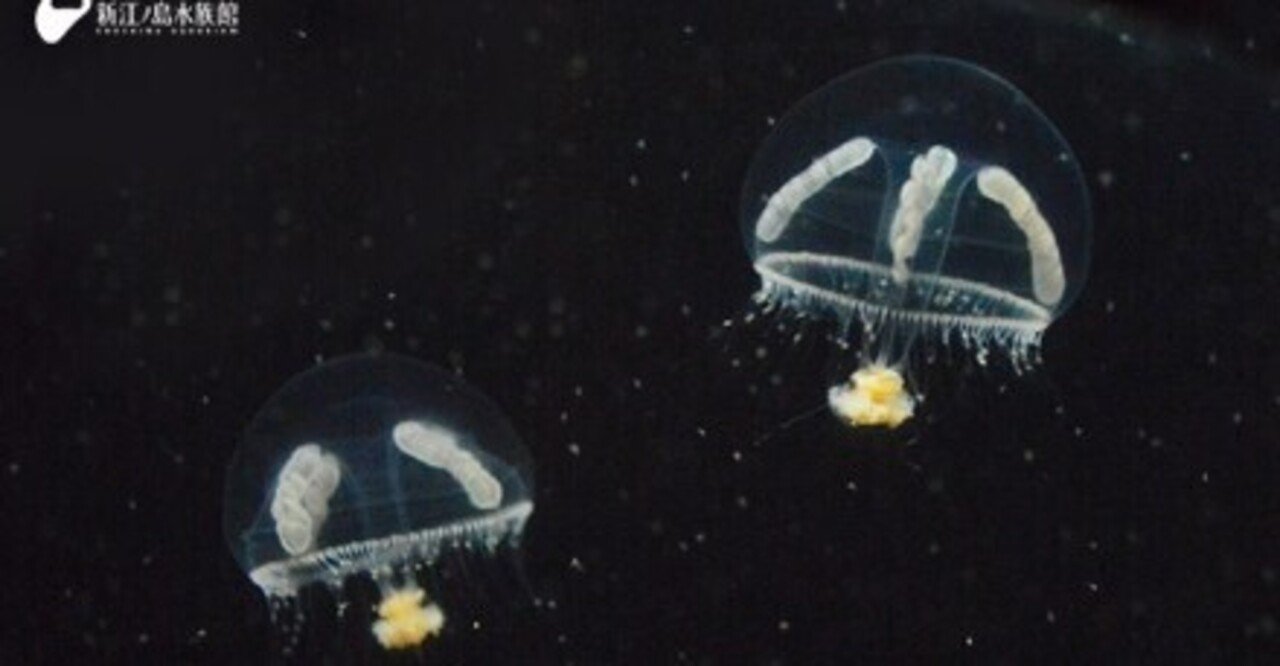 シロクラゲ 冷たい海のかわいいクラゲ Gelate ジェレイト Note シロクラゲ 冷たい海のかわいいクラゲ Gelate ジェレイト Note