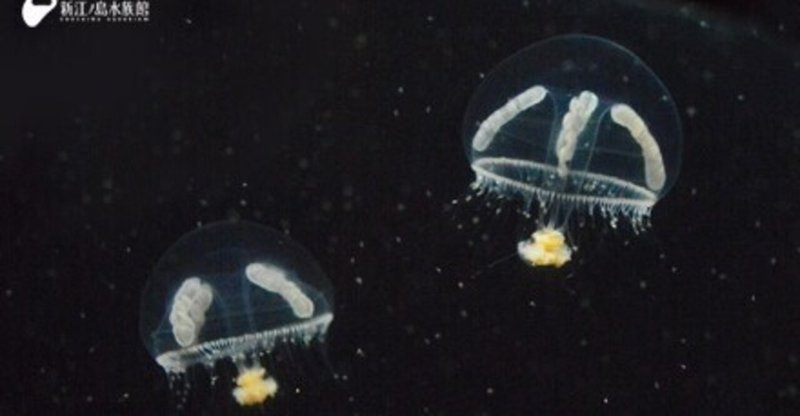 シロクラゲ 冷たい海のかわいいクラゲ Gelate ジェレイト Note