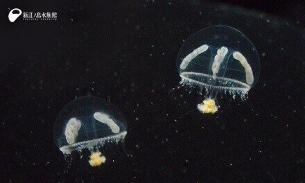 シロクラゲ 冷たい海のかわいいクラゲ Gelate ジェレイト Note