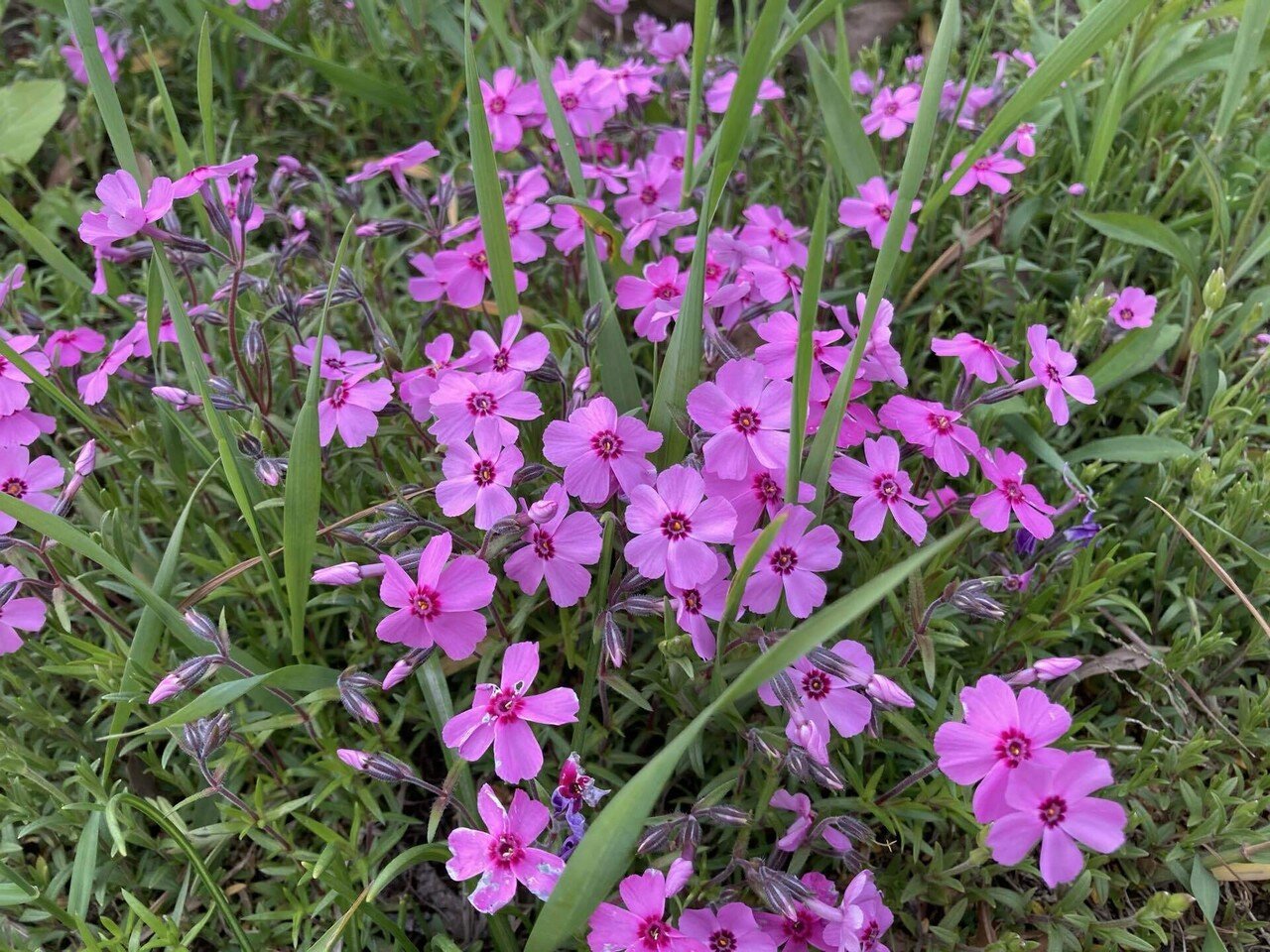 芝桜と雑草 ももkyo Note