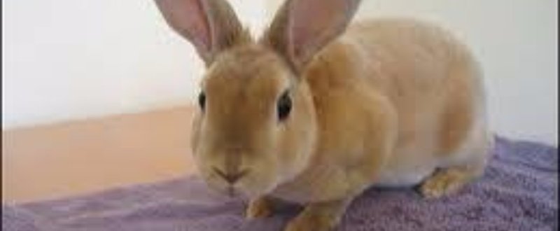 菜食主義 うさぎは人参 の刷り込み Ave Maris Stella Note