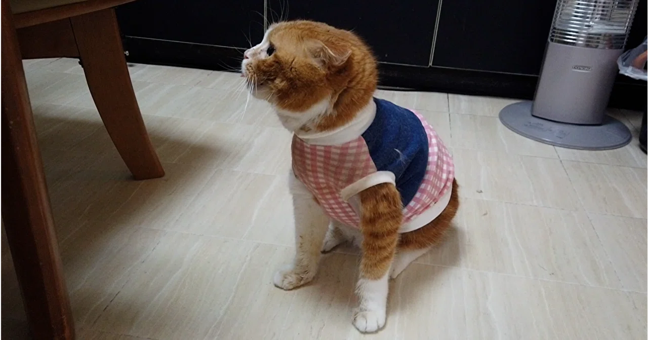 愛猫ゲンの『ふらつき』がヤバい！【前庭疾患？扁平上皮癌の腫瘍 