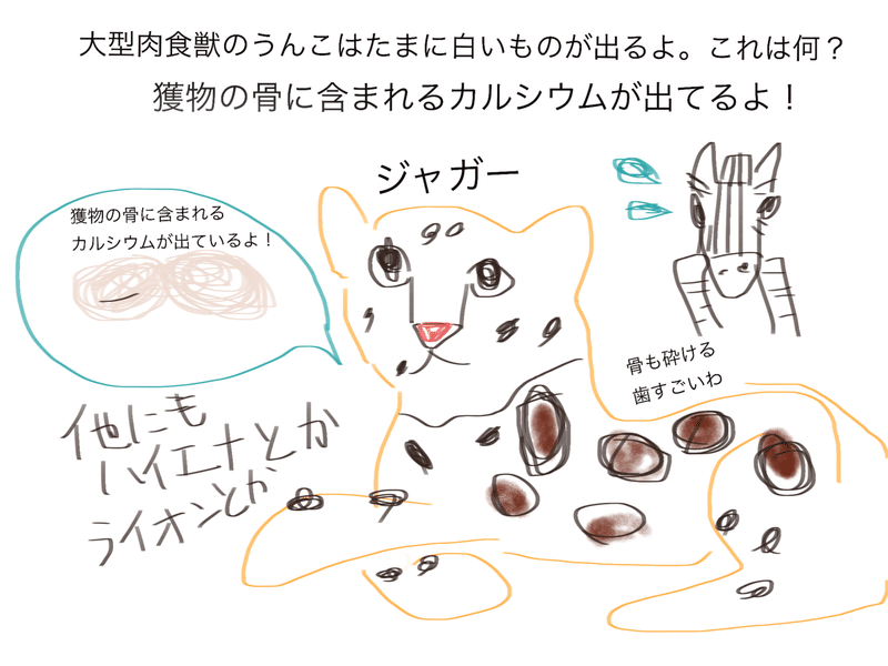 大型肉食獣のうんこはたまに白いものがでる その理由は 獣医師ふーの 獣医さんとやってみよう自由研究 Note 大型肉食獣のうんこはたまに白いものがでる その理由は 獣医師ふーの 獣医さんとやってみよう自由研究 Note