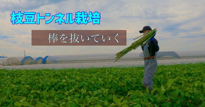 【枝豆生育45日目トンネル栽培】農家見習い奮闘記#32 〜棒抜き〜