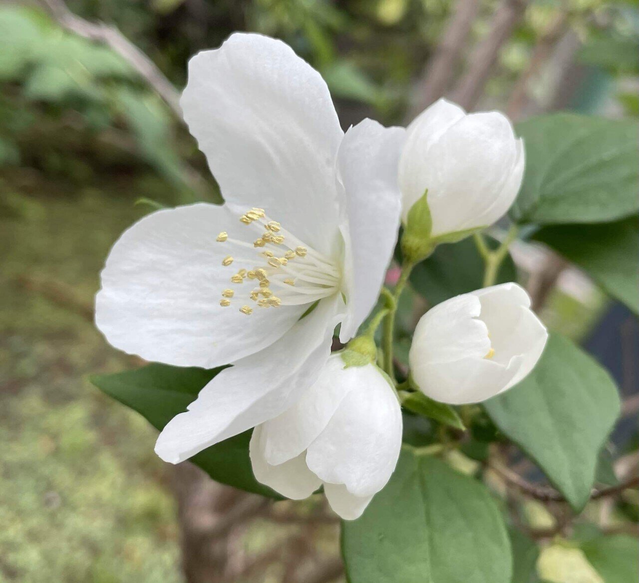 卯の花 Nagatsu Note 卯の花 Nagatsu Note