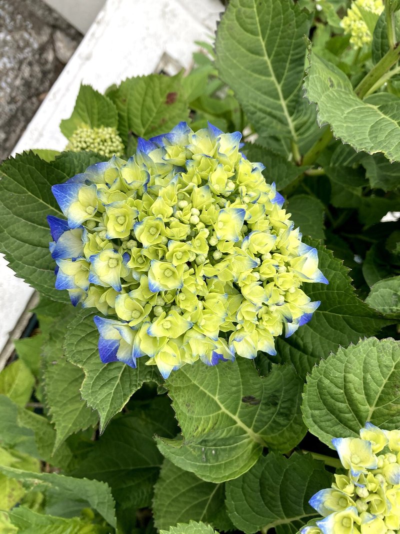 近所で見かけたお花 アジサイなど いりの Note