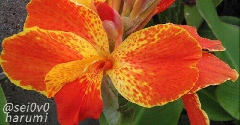 カから始まる植物 の新着タグ記事一覧 Note つくる つながる とどける カから始まる植物 の新着タグ記事一覧 Note つくる つながる とどける