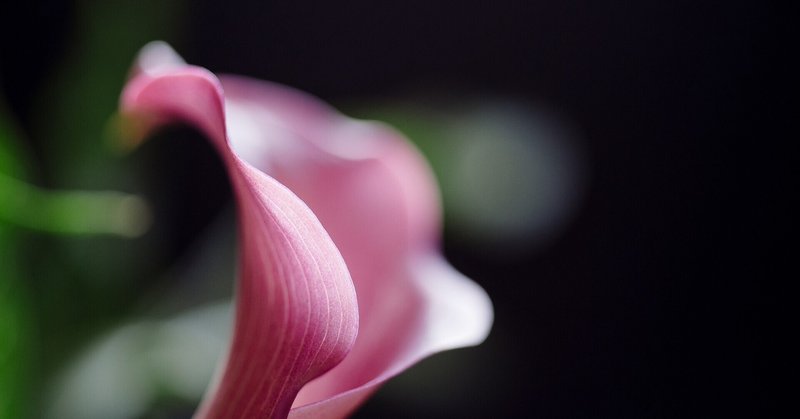 Calla Lily カラーリリー の由来 助産師chiory Note Calla Lily カラーリリー の由来 助産師chiory Note