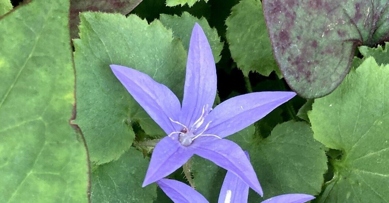 近所で見かけたお花 カンパニュラ アルペンブルーなど いりの Note