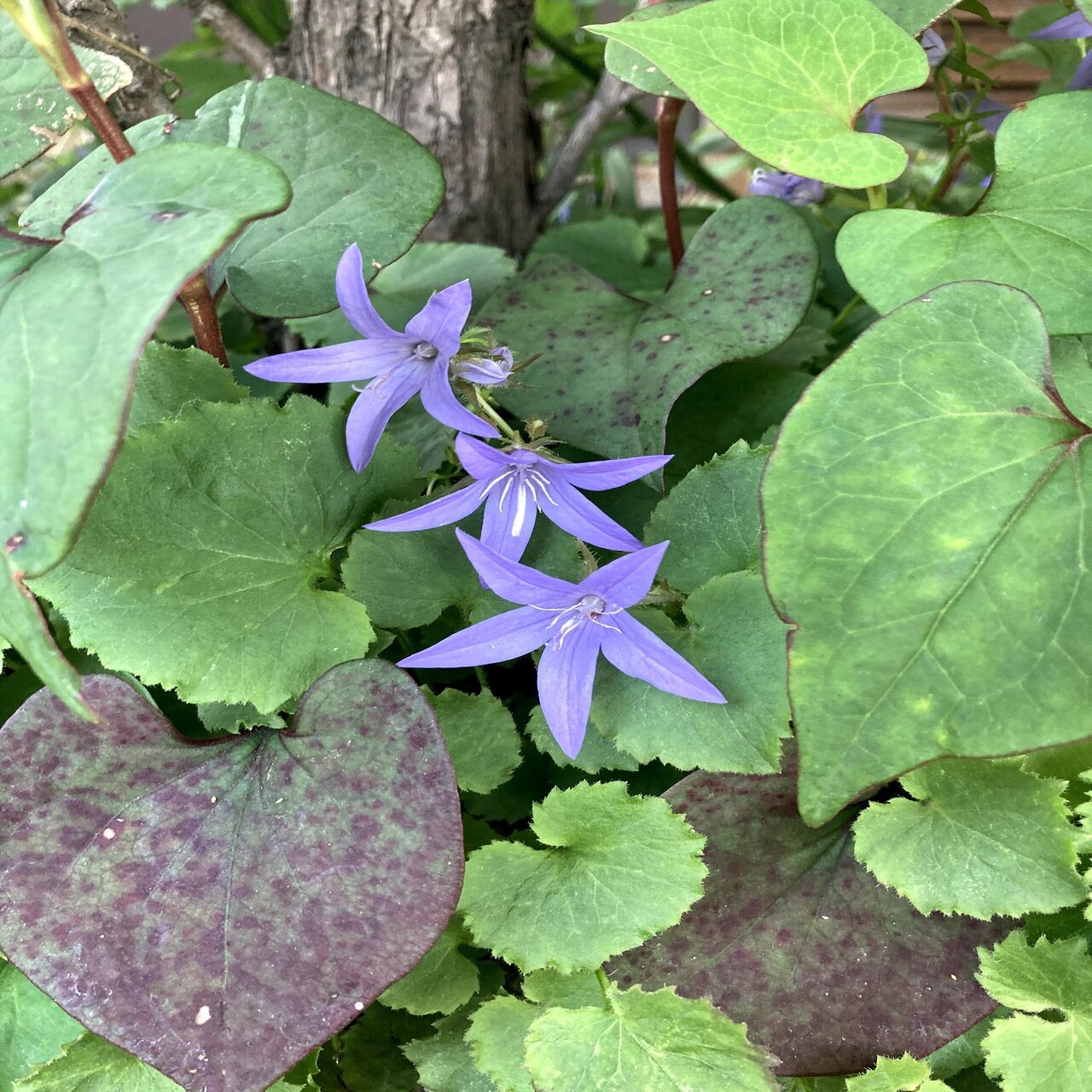 近所で見かけたお花 カンパニュラ アルペンブルーなど いりの Note