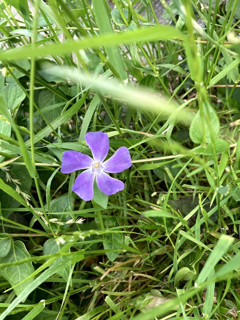 近所で見かけたお花 カンパニュラ アルペンブルーなど いりの Note 近所で見かけたお花 カンパニュラ アルペンブルーなど いりの Note