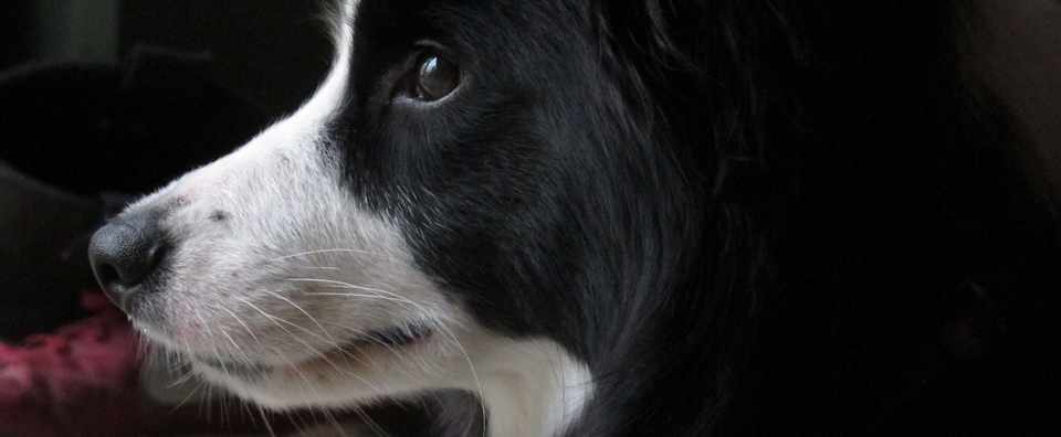 沈黙 犬の言語空間 楠見清 Note