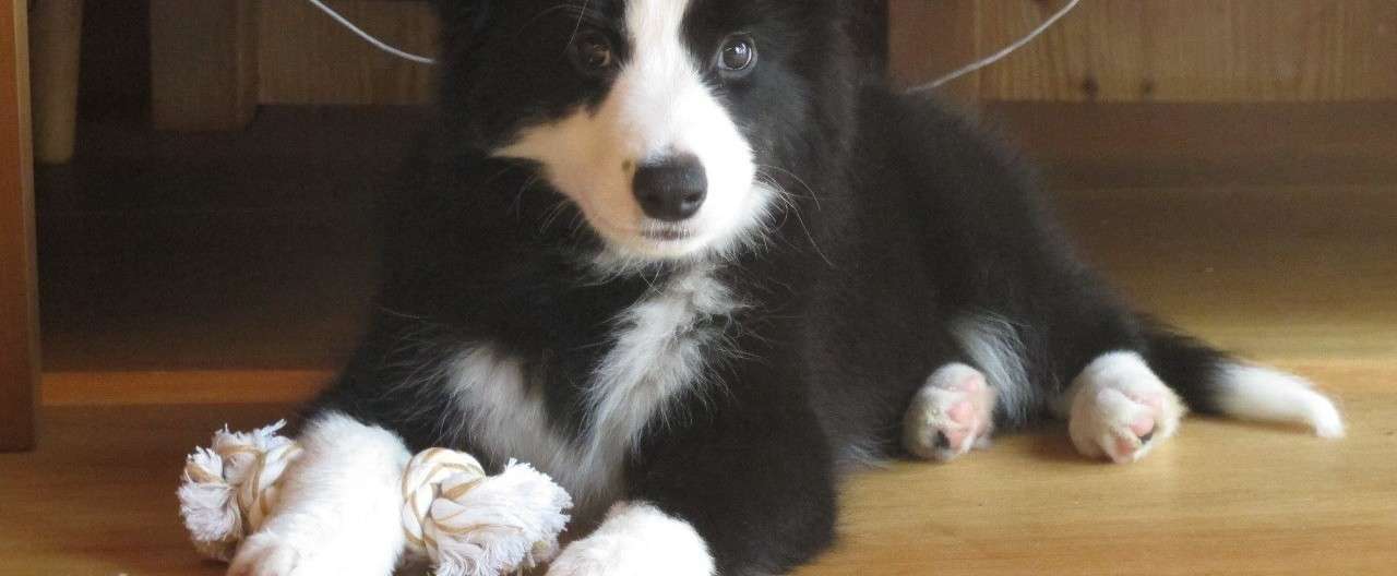犬にコマンドを教える 楠見清 Note
