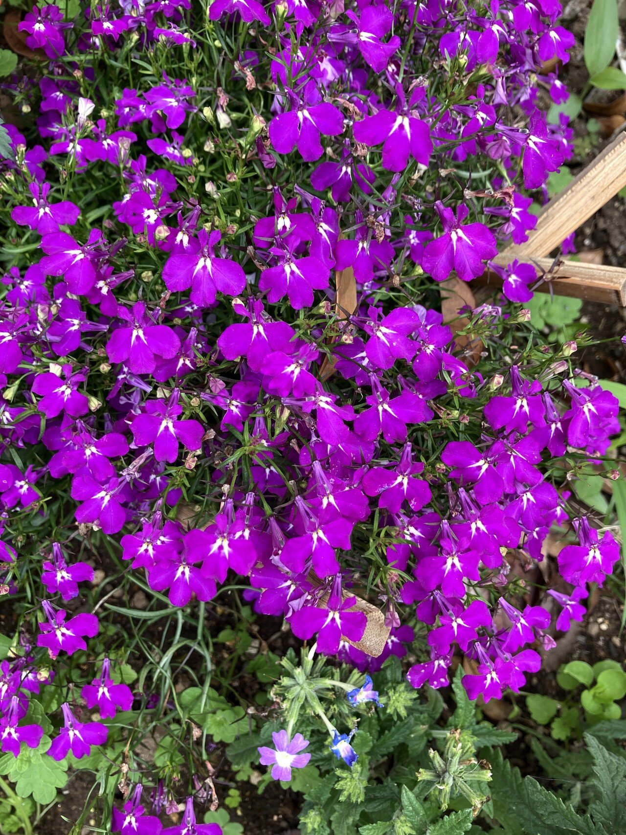 近所で見かけたお花 カンパニュラ アルペンブルーなど いりの Note 近所で見かけたお花 カンパニュラ アルペンブルーなど いりの Note