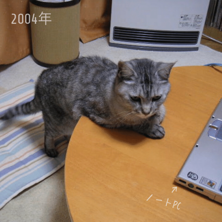ノートPCの前で「もうすぐzoomミーティングなんで待ってます」と言いそうな体勢の猫。ボクチビのお姉ちゃんゴン、2004年の写真です。