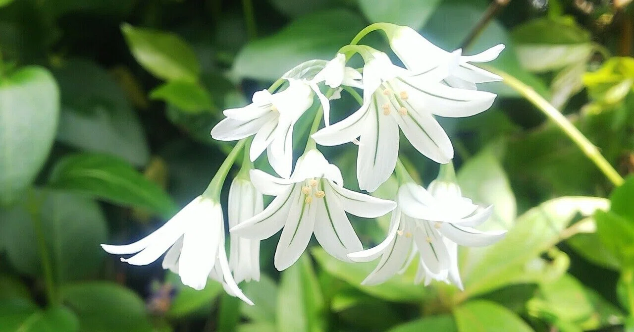 アリウムトリケトラム ミツカドネギ あおはくたき Note