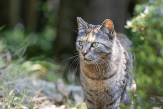 タイ語 の新着タグ記事一覧 Note つくる つながる とどける タイ語 の新着タグ記事一覧 Note つくる つながる とどける