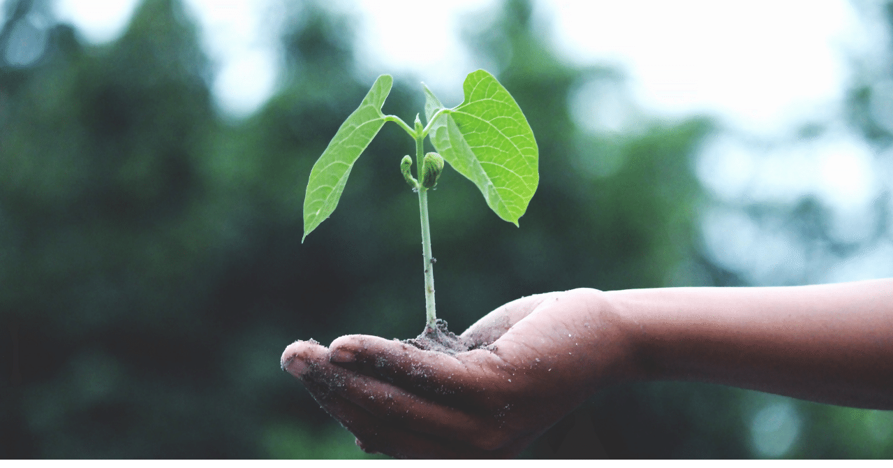植物を育てることと 子育ての共通点 よう子 Note