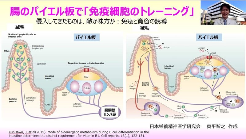 210516【FB】腸のパイエル板で「免疫細胞のトレーニング」