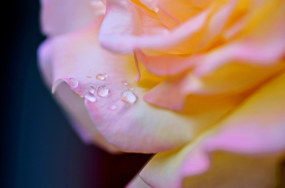 花たちが雨の予報も変えて迎えてくれました。今年もきれいです。