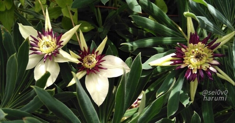 クレマチス セイとはるみの電子図鑑 note