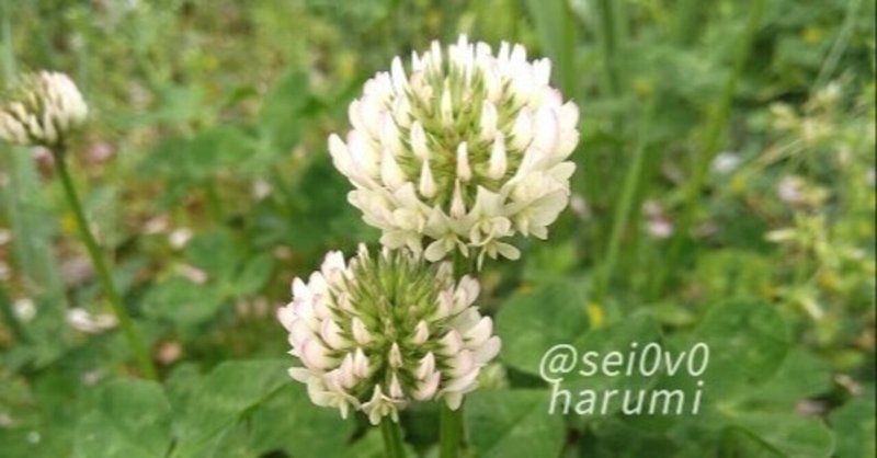 クローバー セイとはるみの電子図鑑 Note