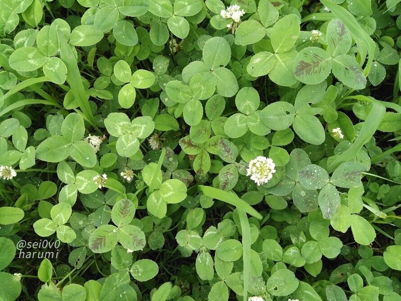 クローバー セイとはるみの電子図鑑 Note