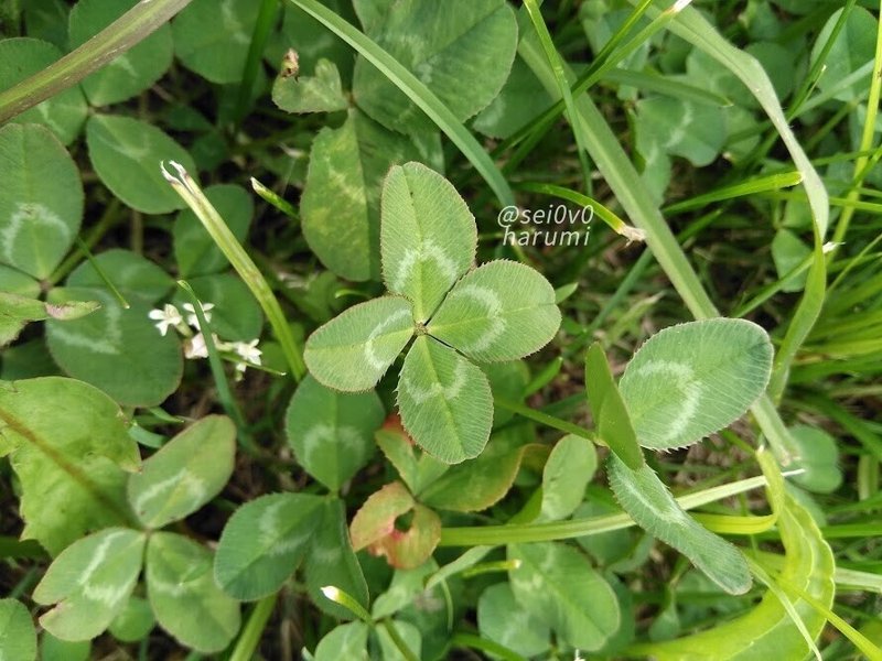 クローバー セイとはるみの電子図鑑 Note