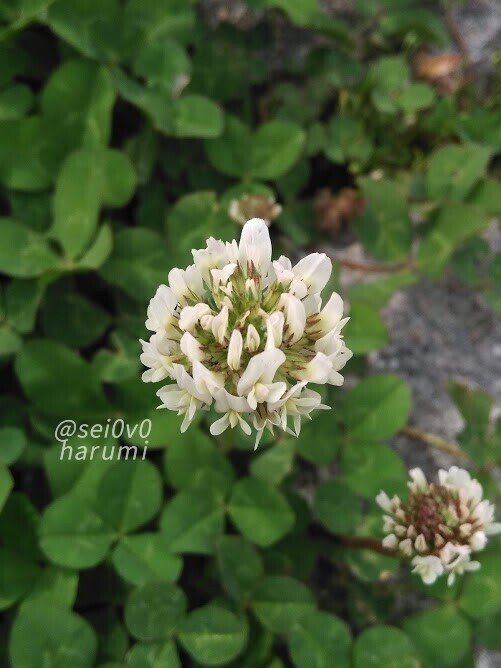 クローバー セイとはるみの電子図鑑 Note