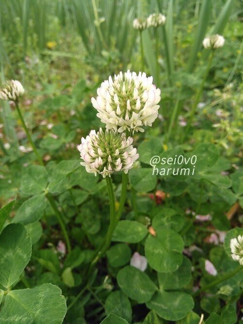 クローバー セイとはるみの電子図鑑 Note