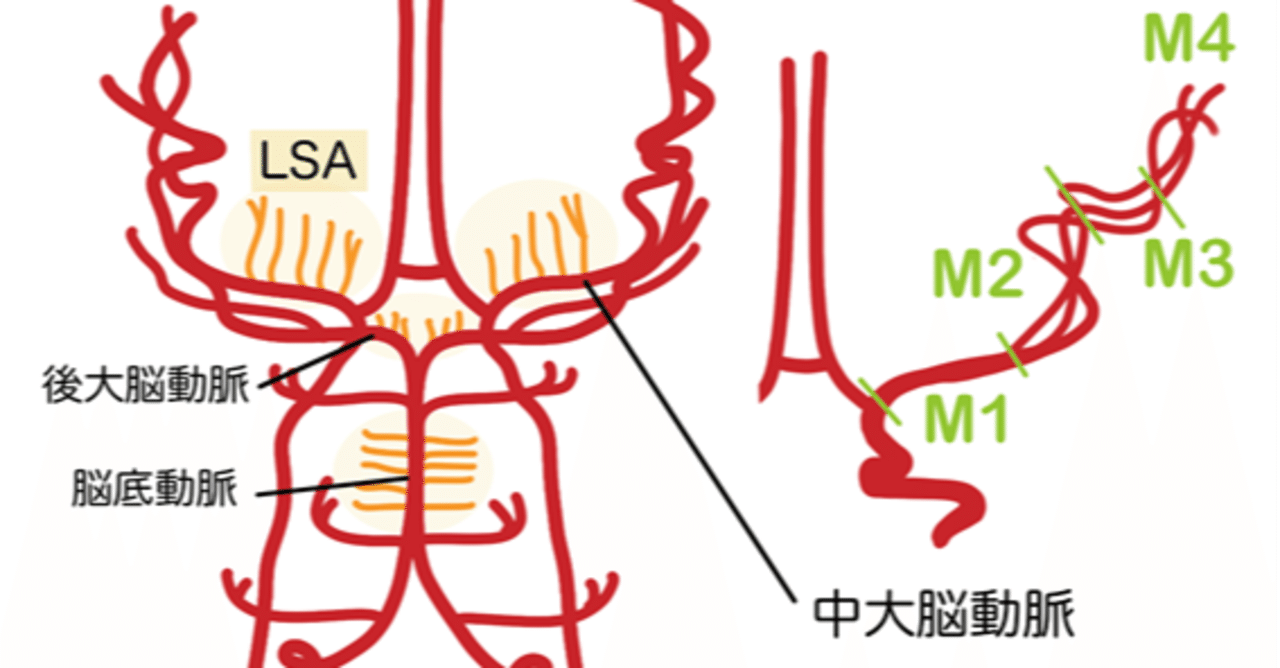 臨床脈管学 Amazon.co.jp: 臨床脈管学 : 日本脈管学会: 本