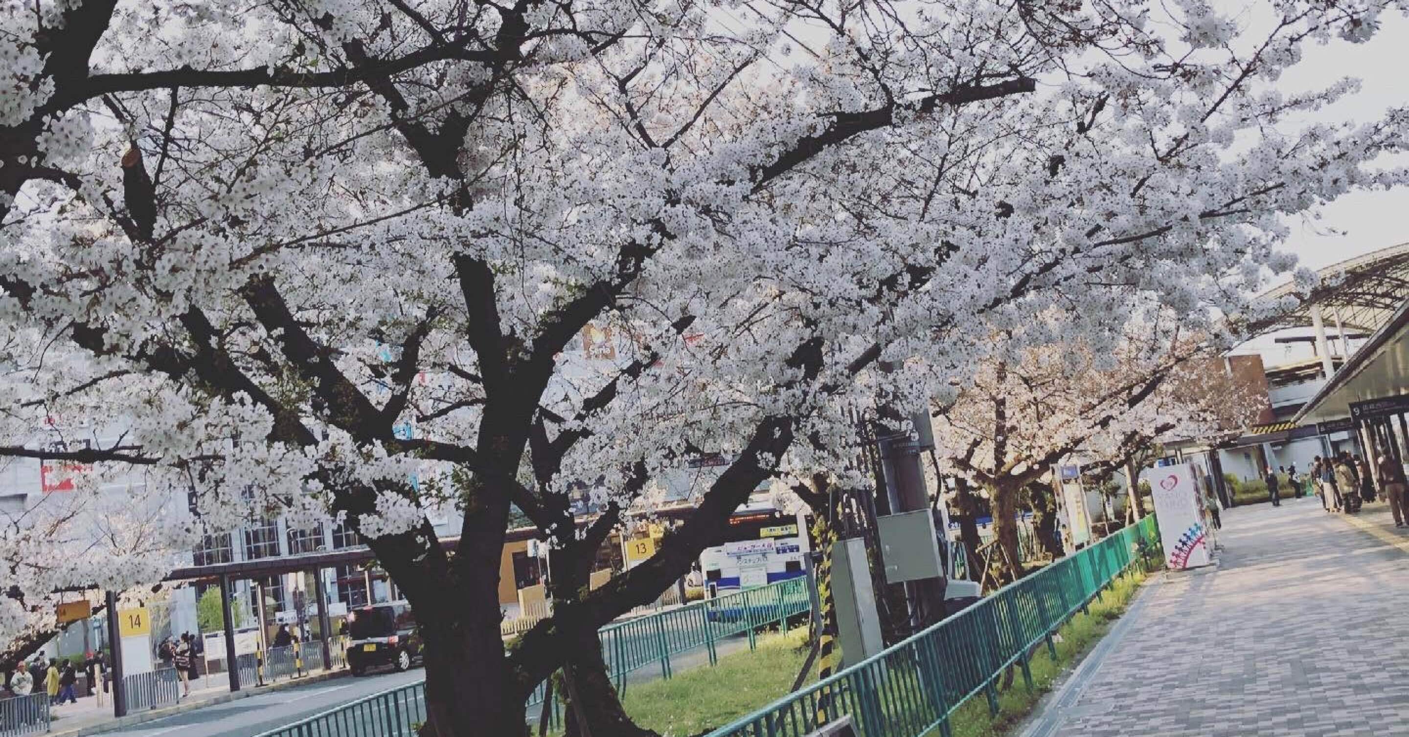 冬に咲く奇跡の桜 You I Note 冬に咲く奇跡の桜 You I Note