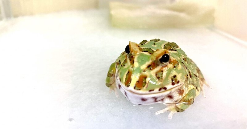 クランウェルツノガエルの飼育法 かめかめん Note