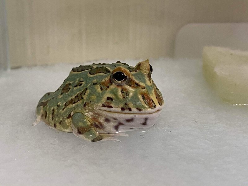 クランウェルツノガエルの飼育法 かめかめん Note
