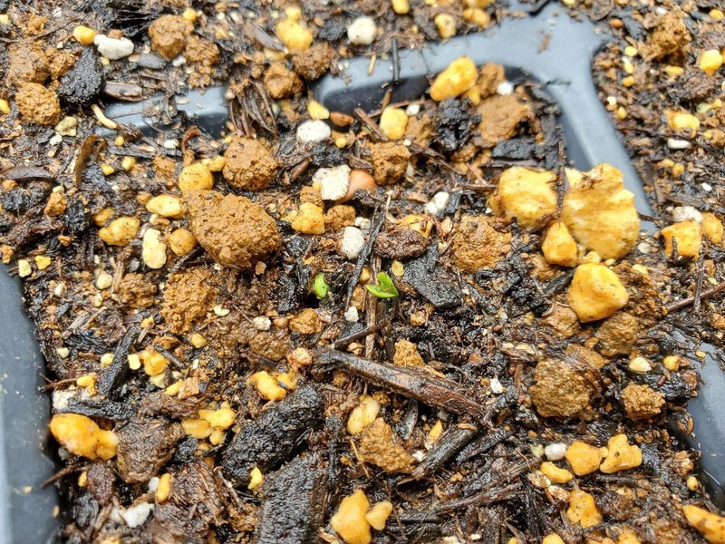 ついに紫蘇の芽が出た 道平農園 大熊町の酒米田んぼの見回り Sato Aki 道平農園 Note ついに紫蘇の芽が出た 道平農園 大熊町の酒米田んぼの見回り Sato Aki 道平農園 Note
