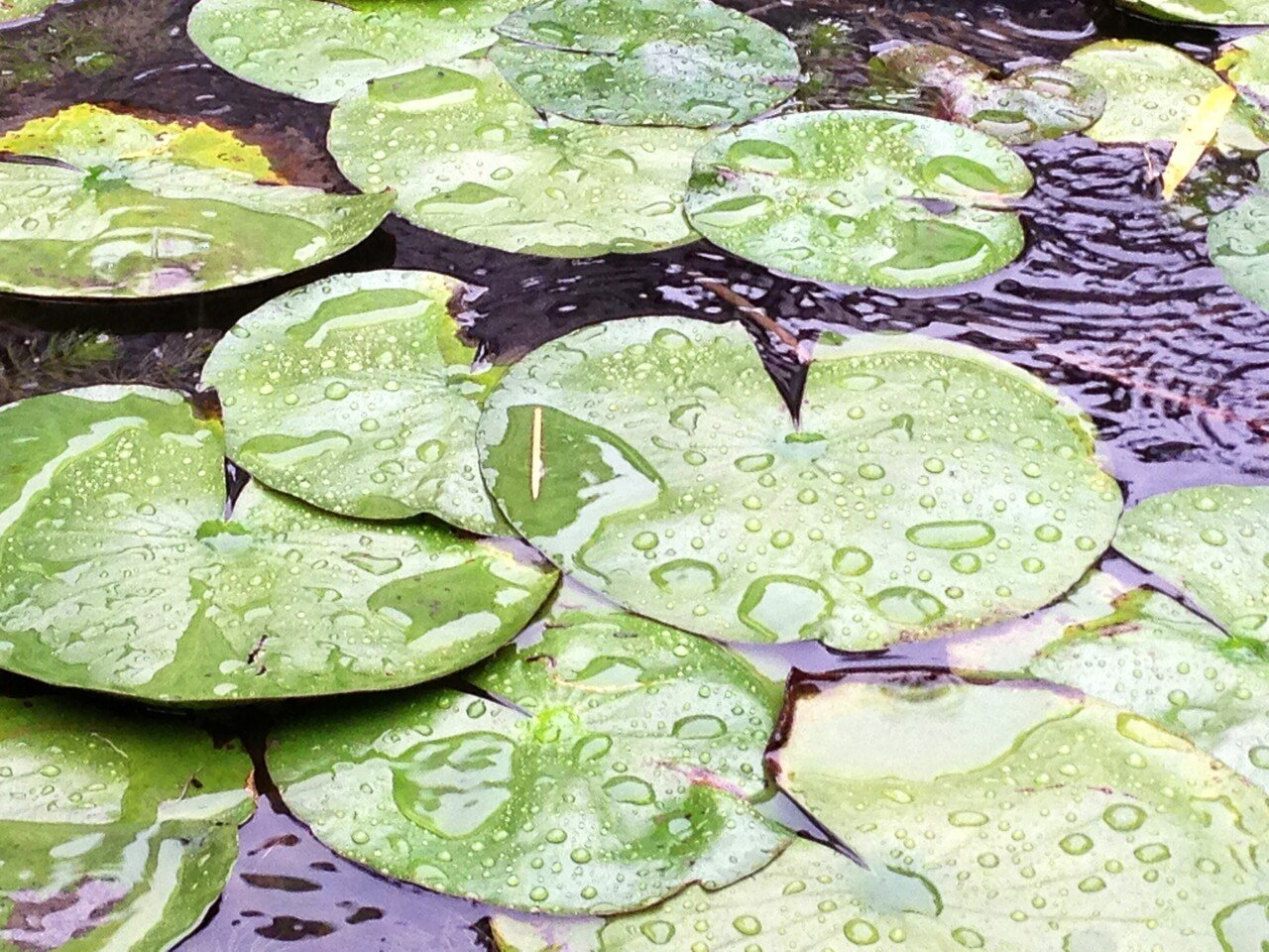 そんなに 楕円形 交流する 晴れ より 雨 が 好き I Marusho Jp