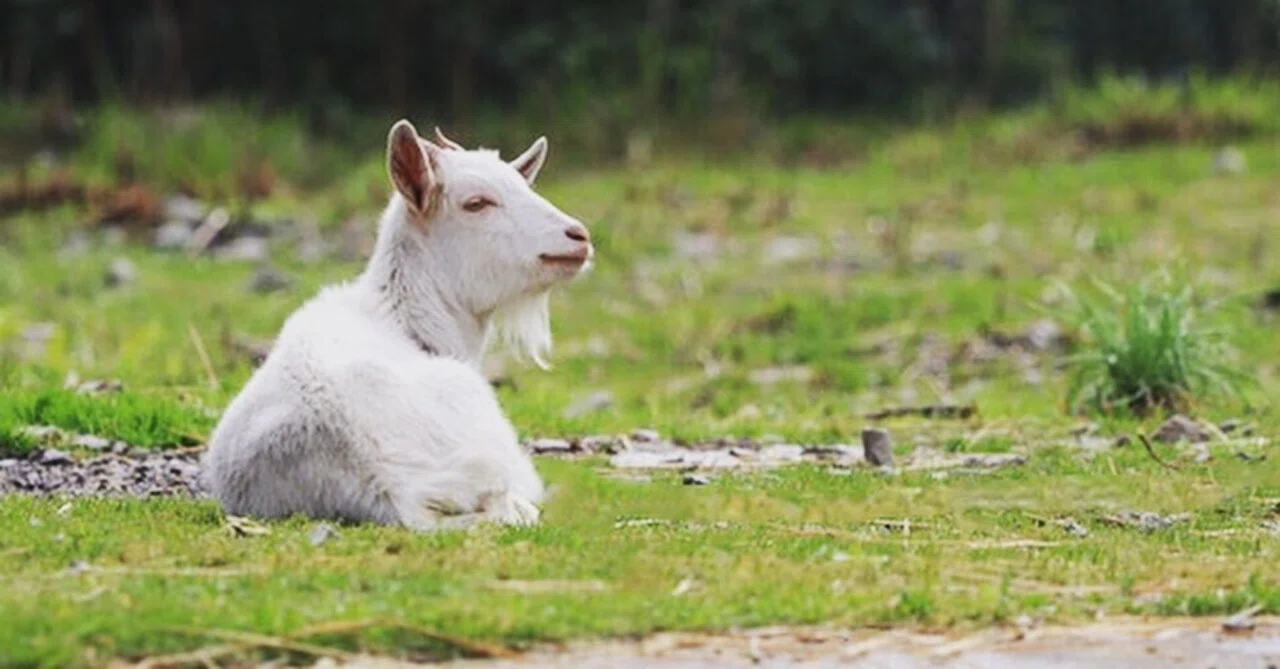シバヤギを飼う 夢見るヤギ飼い Note