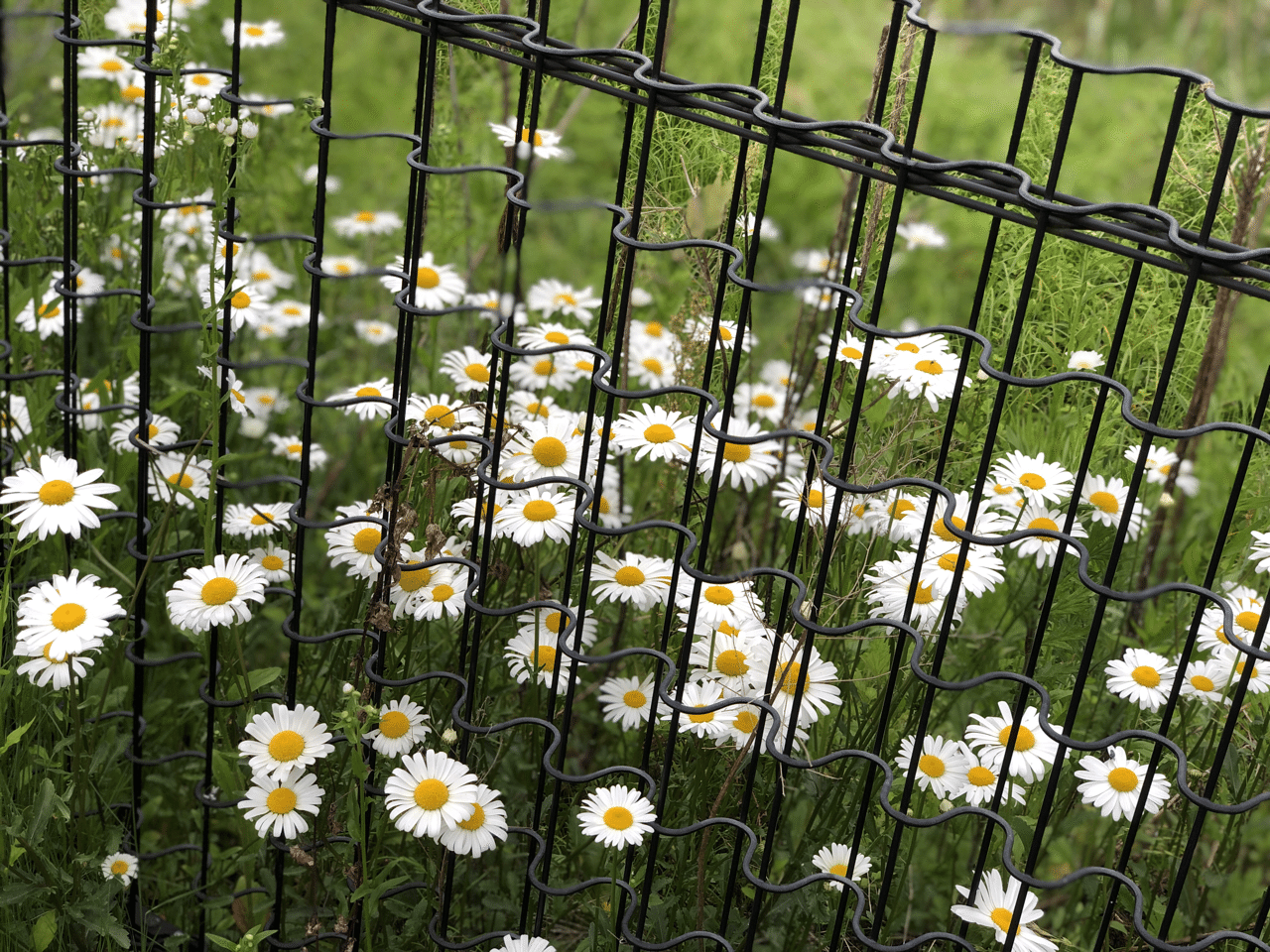 やり始めなくちゃやり続けなくちゃ囚われのままだ Saku Note