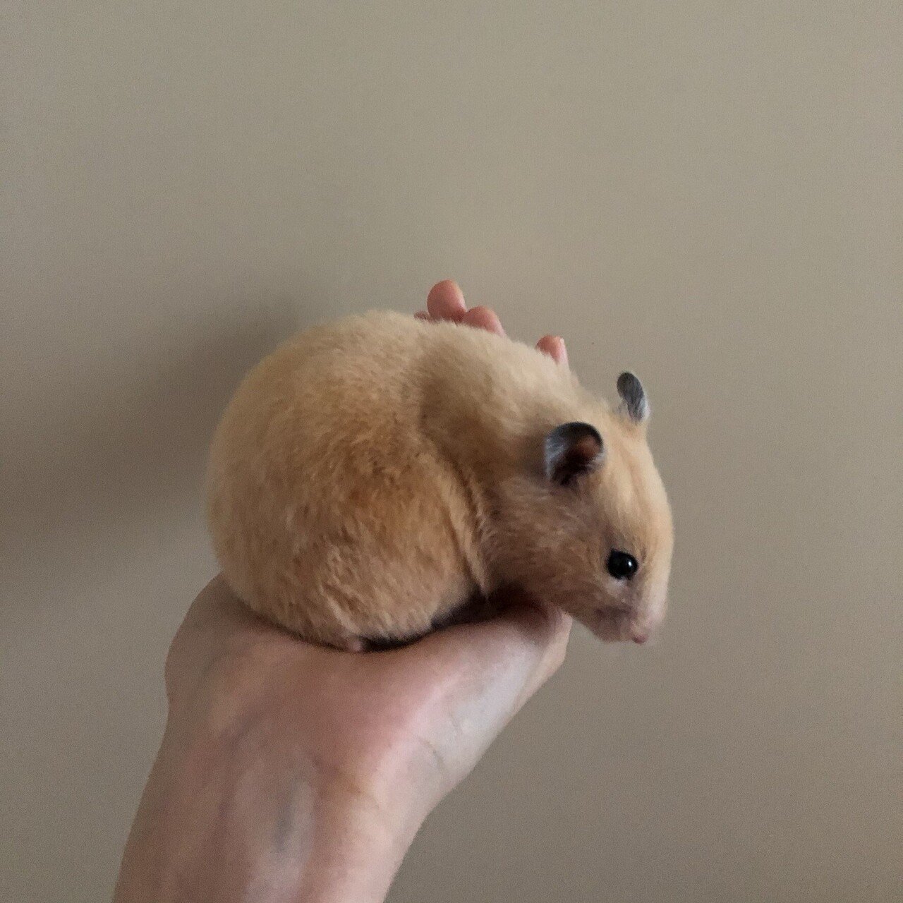 やっぱりデカいぞ キンクマハムスター 果歩 Note やっぱりデカいぞ キンクマハムスター 果歩 Note