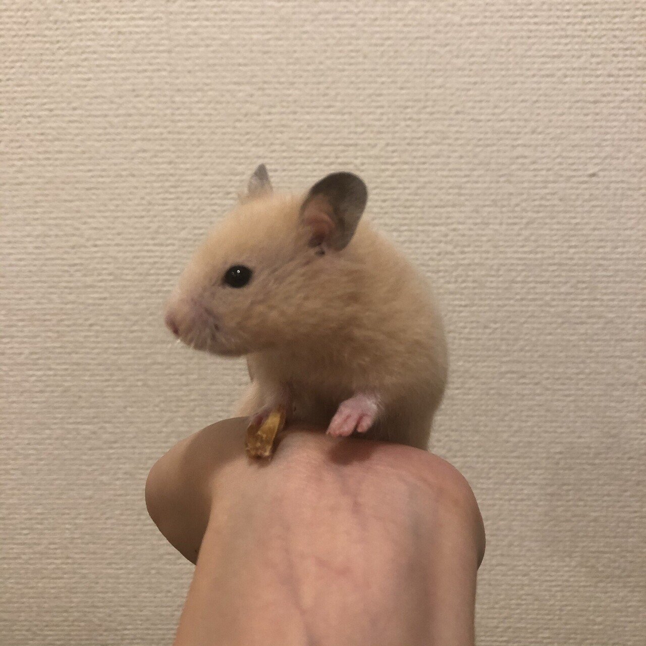 やっぱりデカいぞ キンクマハムスター 果歩 Note
