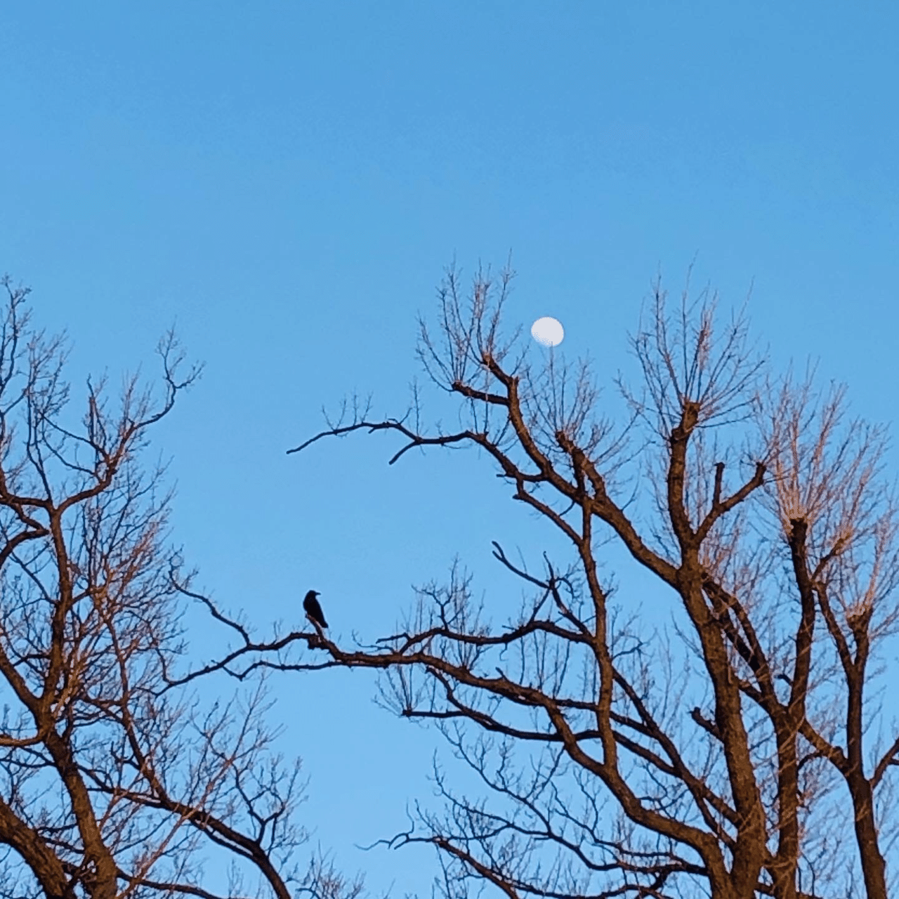 カラスは旅の途中で砂漠に降りたらしい どんな砂漠 白 黄色 赤いのか知らない 砂嵐で砂が飛んで来るのかな 砂が混じって行き先は分からない 羅針盤はないの カラスの頭の中にコンパスがあるよ コルン コーヒー ルンバ Note カラスは旅の途中で砂漠に降りたらしい どんな砂漠 白 黄色 赤いのか知らない 砂嵐で砂が飛んで来るのかな 砂が混じって行き先は分からない 羅針盤はないの カラスの頭の中にコンパスがあるよ コルン コーヒー ルンバ Note