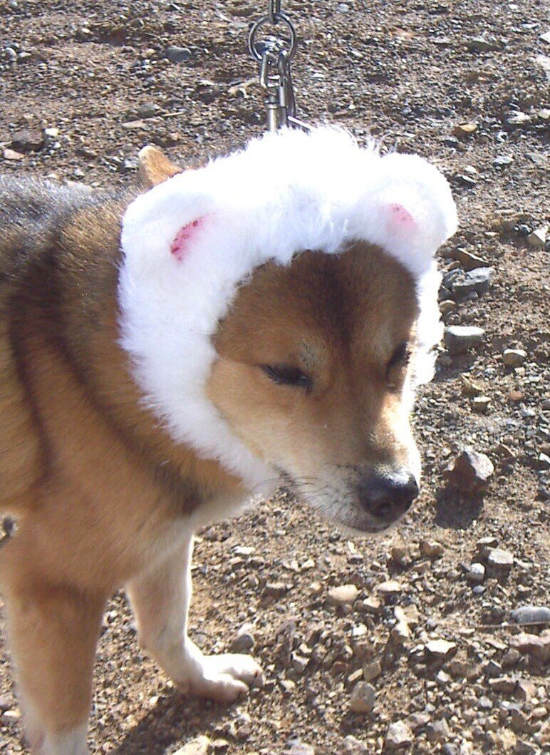 バカ犬だけど 可愛い 佐藤きよあき Note バカ犬だけど 可愛い 佐藤きよあき Note
