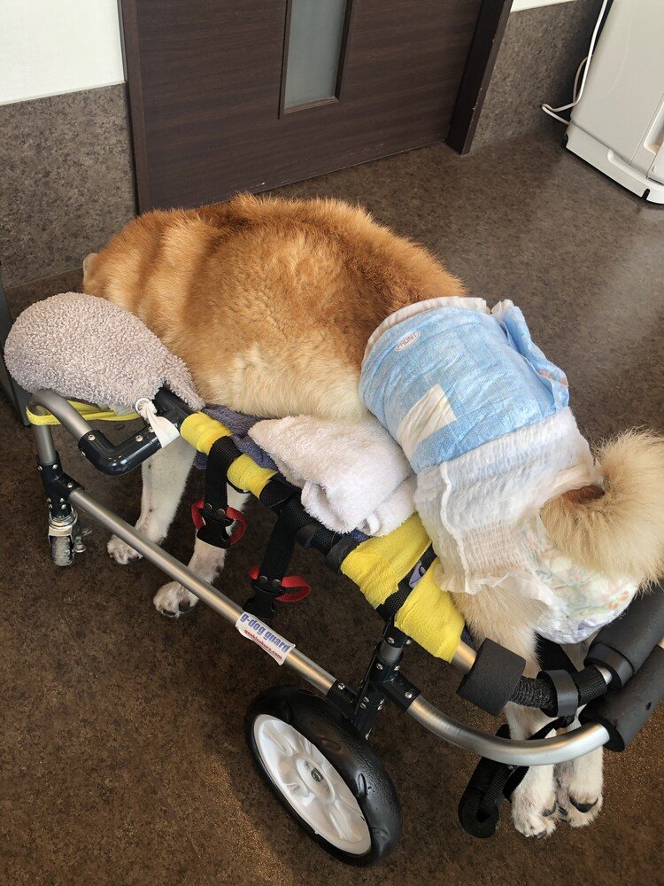 老犬介護 の新着タグ記事一覧 Note つくる つながる とどける