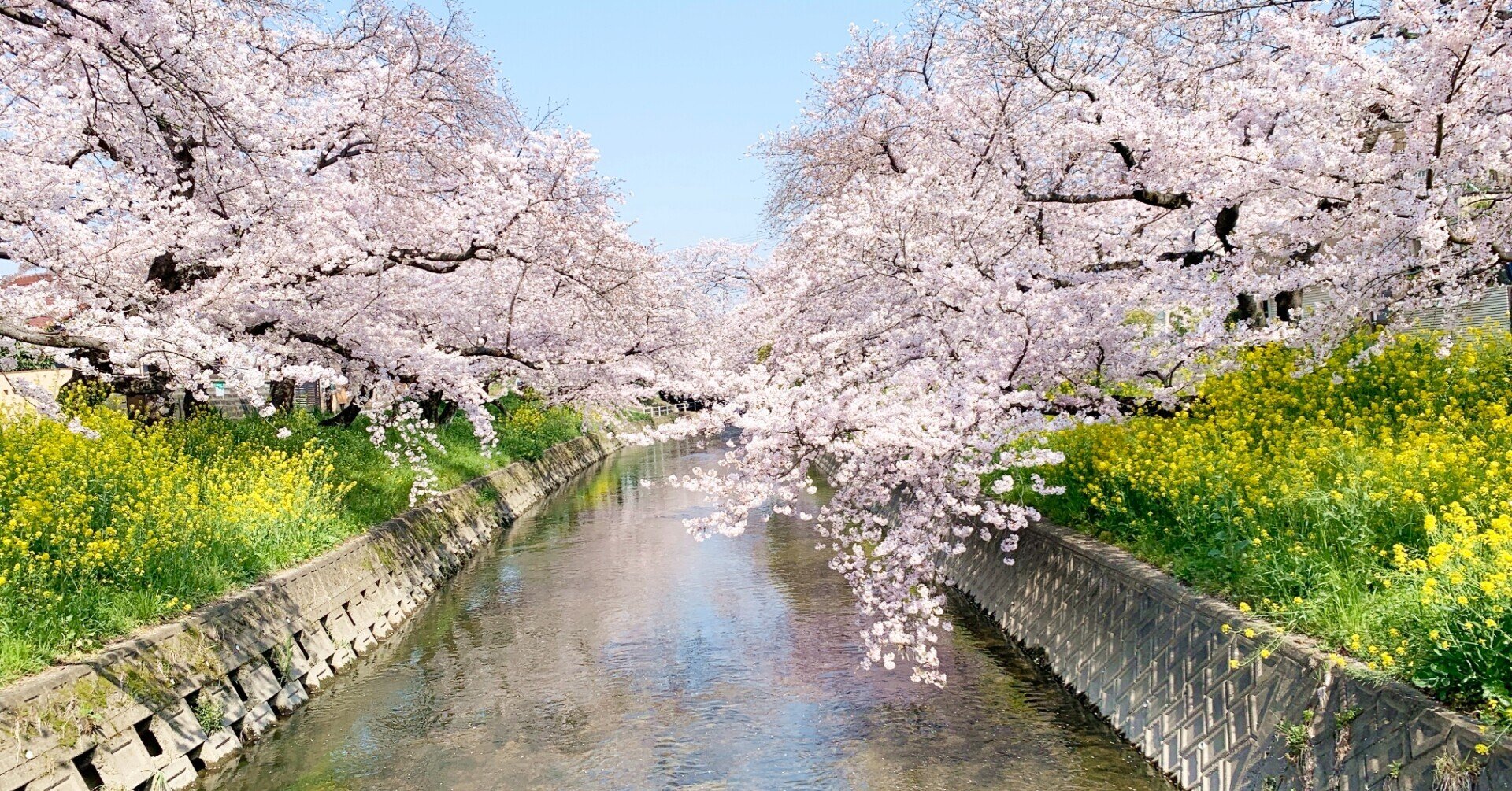 観光コラムKITENE～IWAKURA～】 愛知県岩倉市 五条川の桜並木