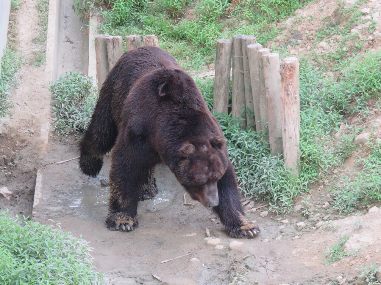 ツキノワグマの胆嚢