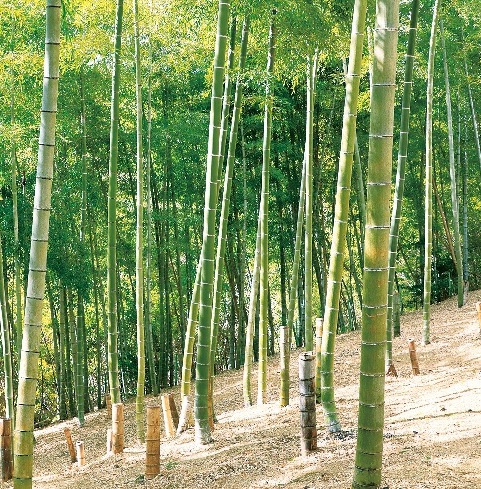 五感で楽しむ豊かな竹林の恵み 竹の強さと美しさを生かしたアイテム