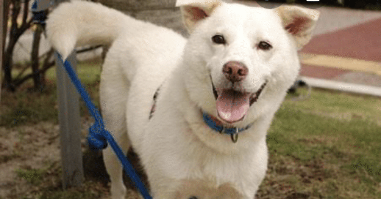 しろい犬 photo-1695026057379-