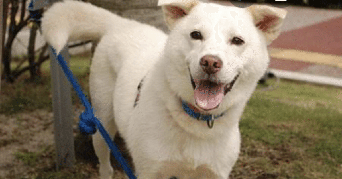 野良犬 046DA148-3953-4570-872A-