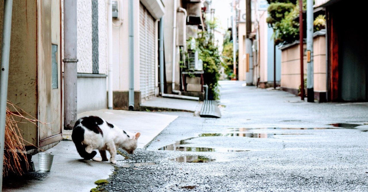 しん、文化